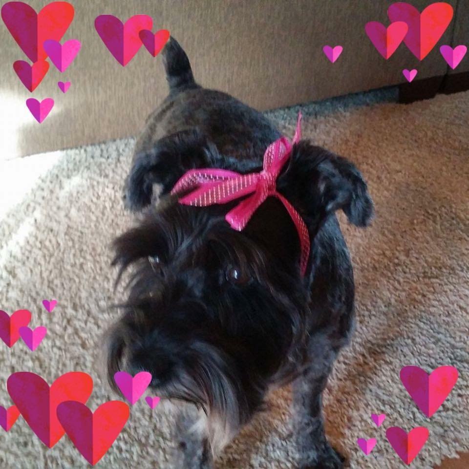 black dog with ribbon