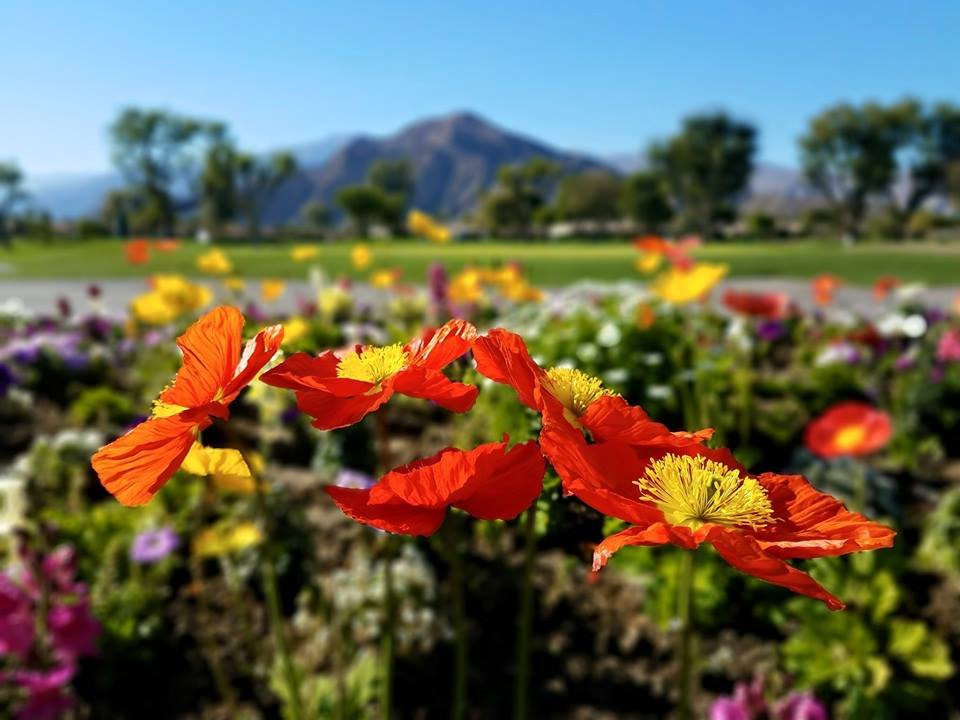 wonderland mix with different flowers